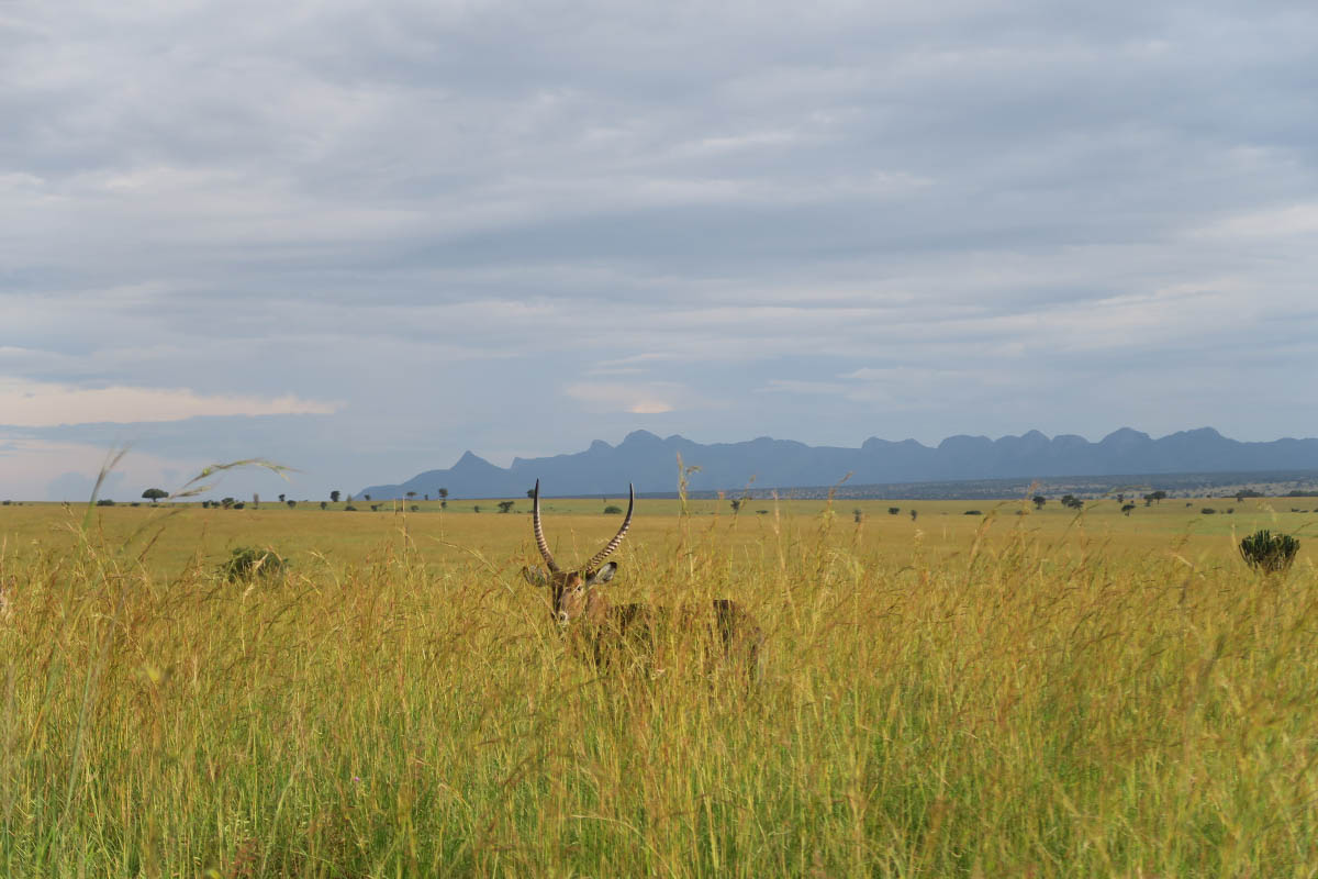 INSPIRING WILDLIFE EXPERIENCES IN UGANDA