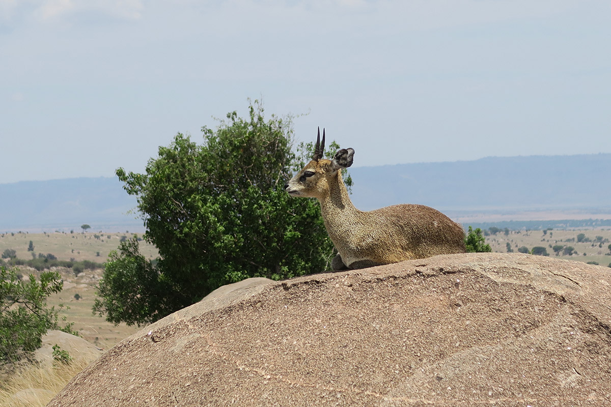 A day in the northern Serengeti