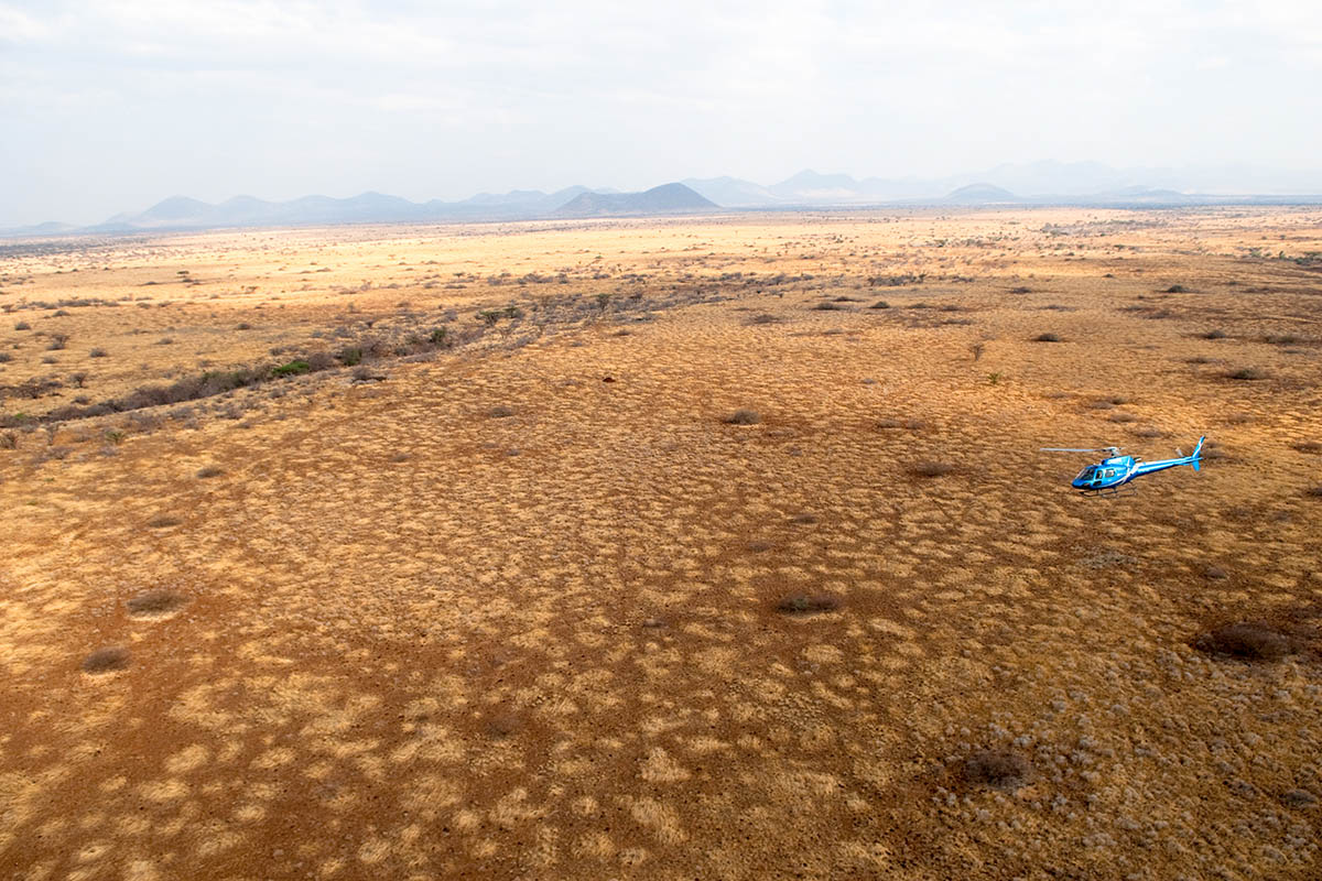 Wild + Exhilarating Safari Experiences