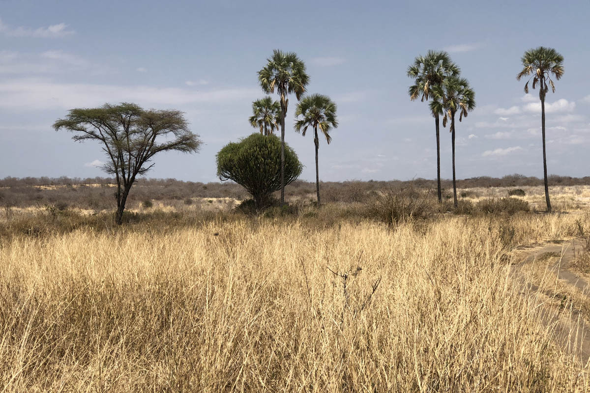 What is the allure of Ruaha National Park?