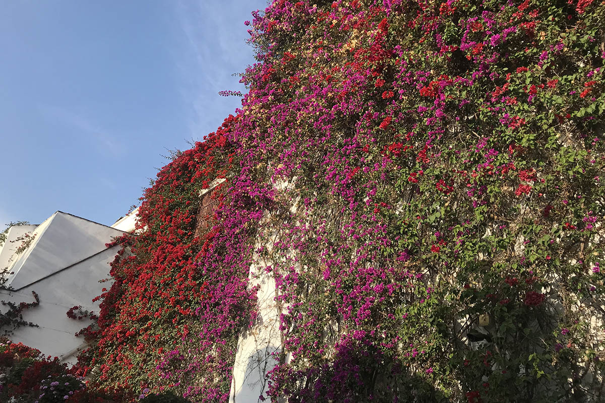 Barranco: Lima's coolest district