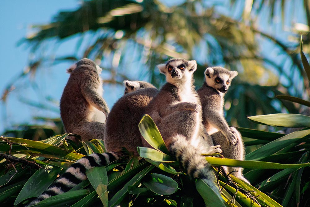 lemur Madagascar | Top Travel Agent
