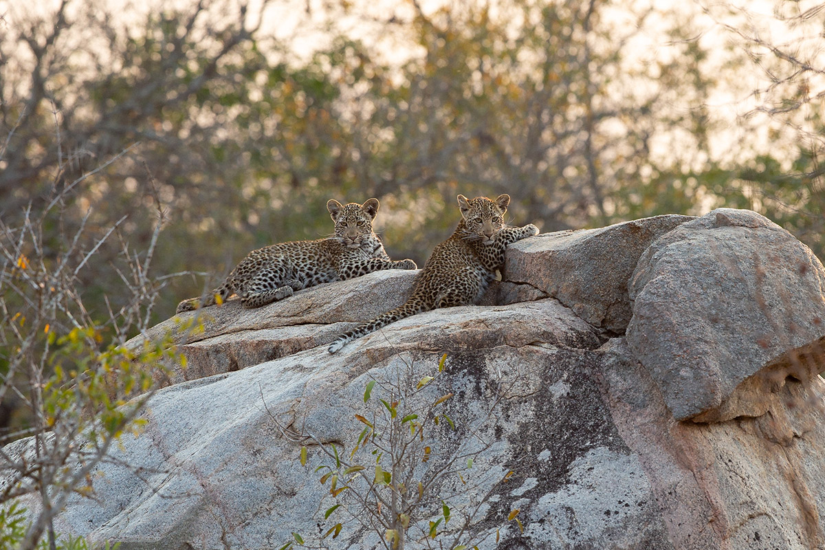 Lessons from Londolozi Game Reserve