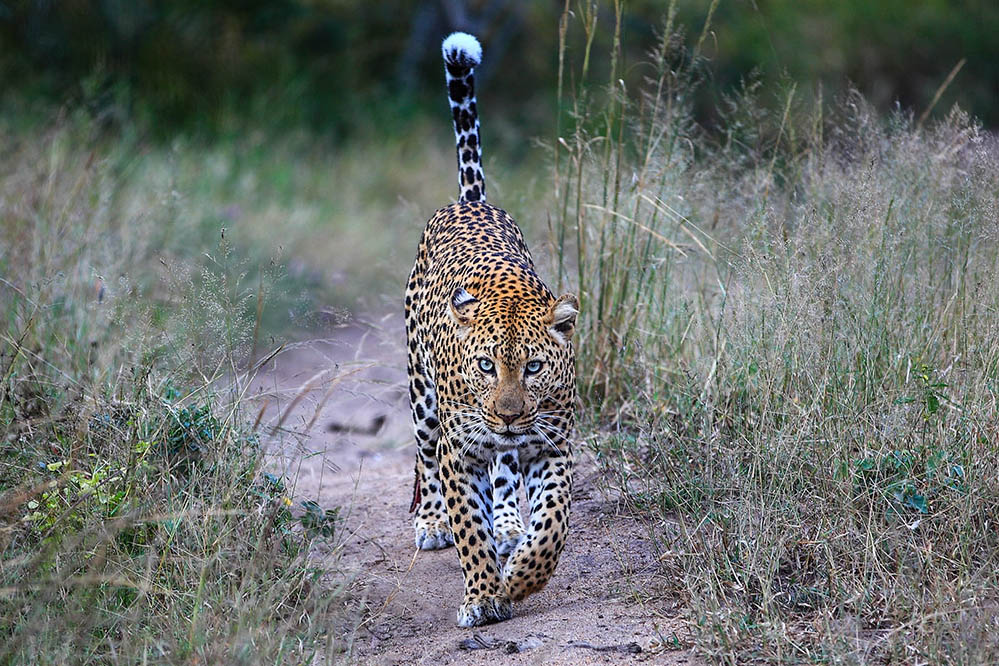 Wild leopard in Kruger National Park, Africa