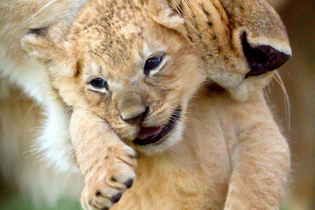 Dynasties Lion Portfolio