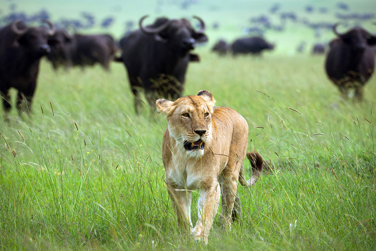 Dynasties Lion Portfolio
