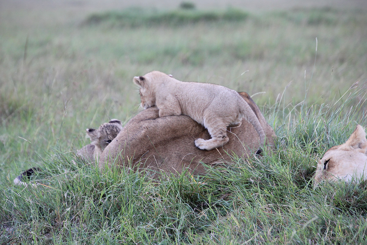 My experience at Tangulia Mara, Kenya