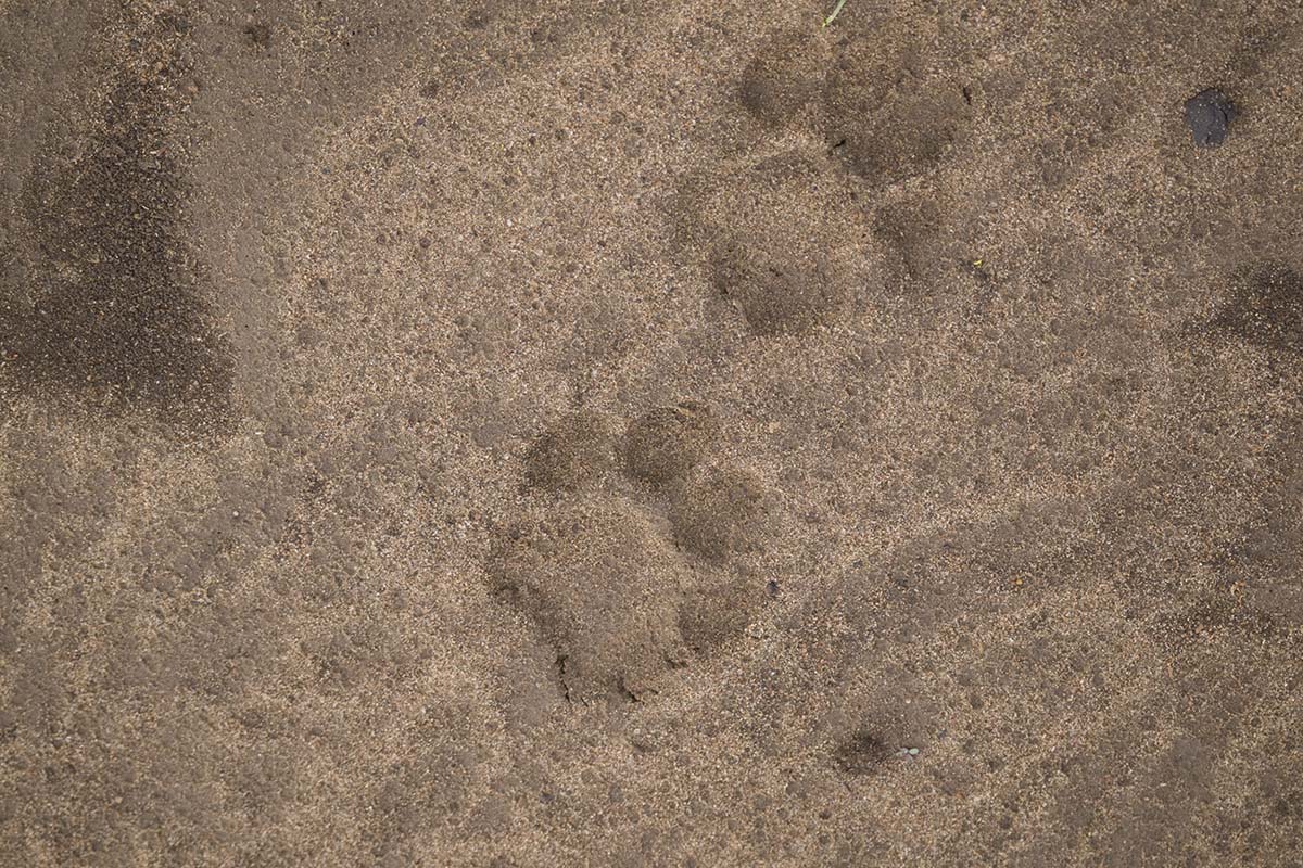 An adventurous walk in the Mara, Kenya