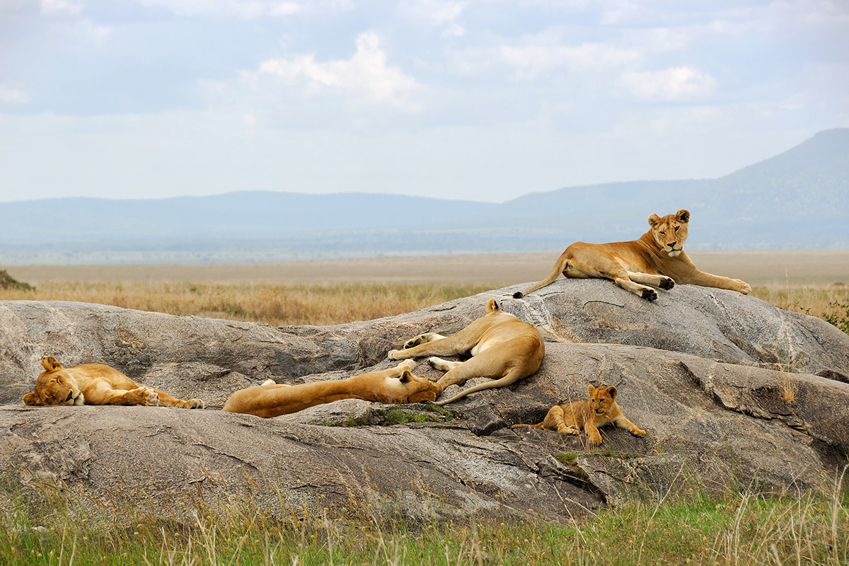 A day in the northern Serengeti