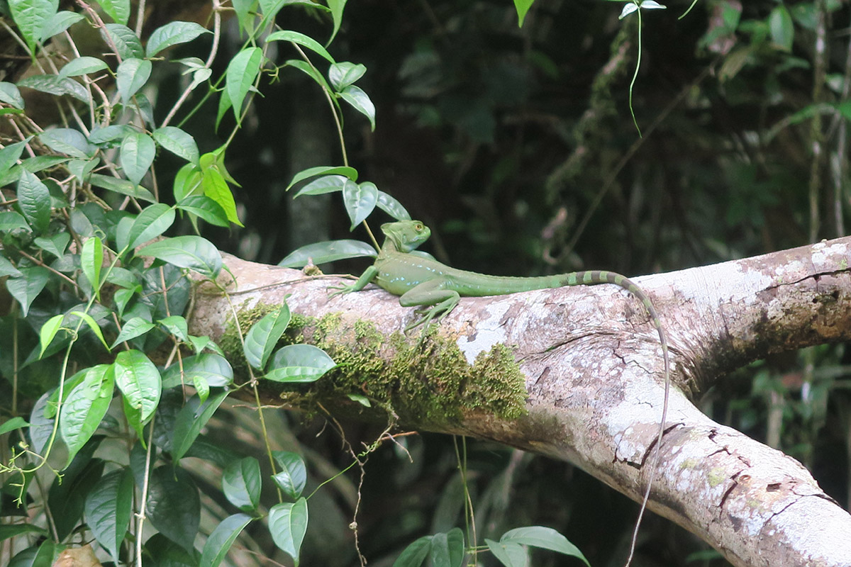 The best places to spot Costa Rica's amazing wildlife