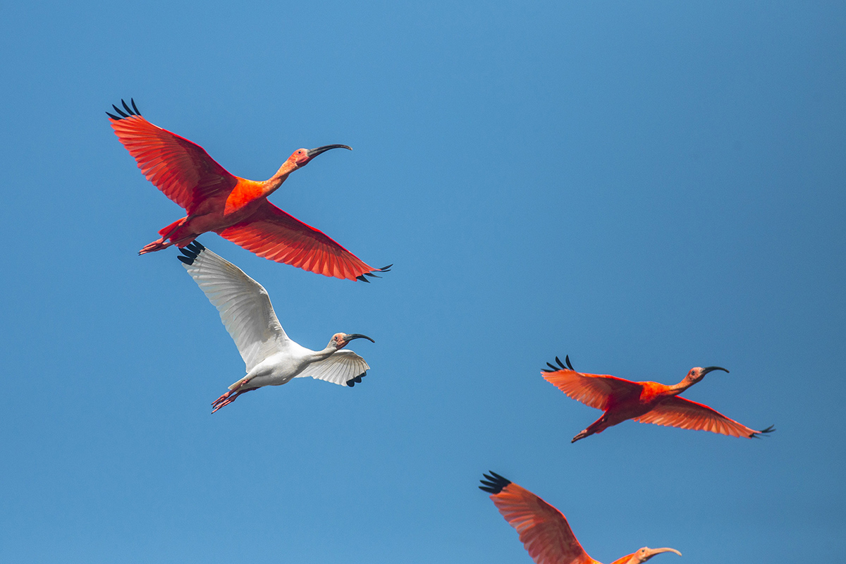 Three of the best wildlife experiences in Colombia