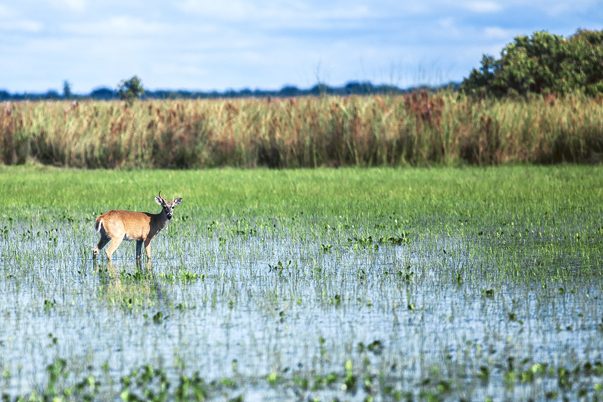 wildlife of colombia, animal scene