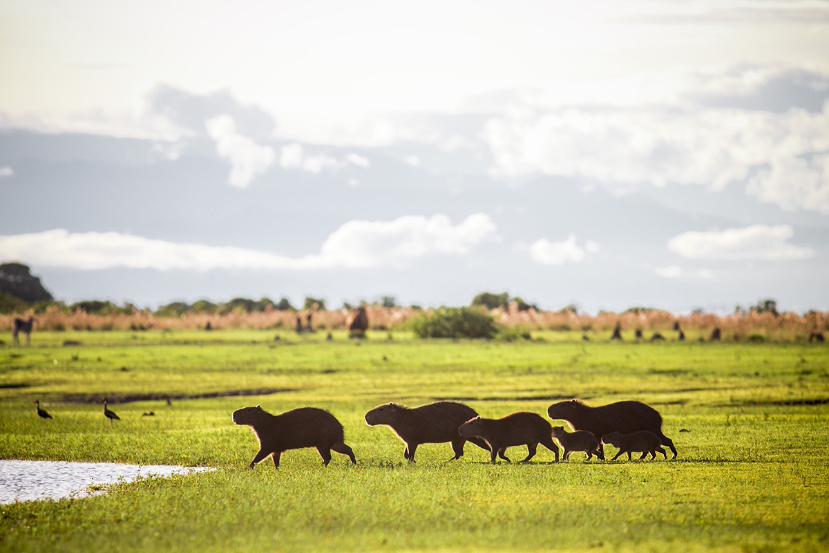 Three of the best wildlife experiences in Colombia
