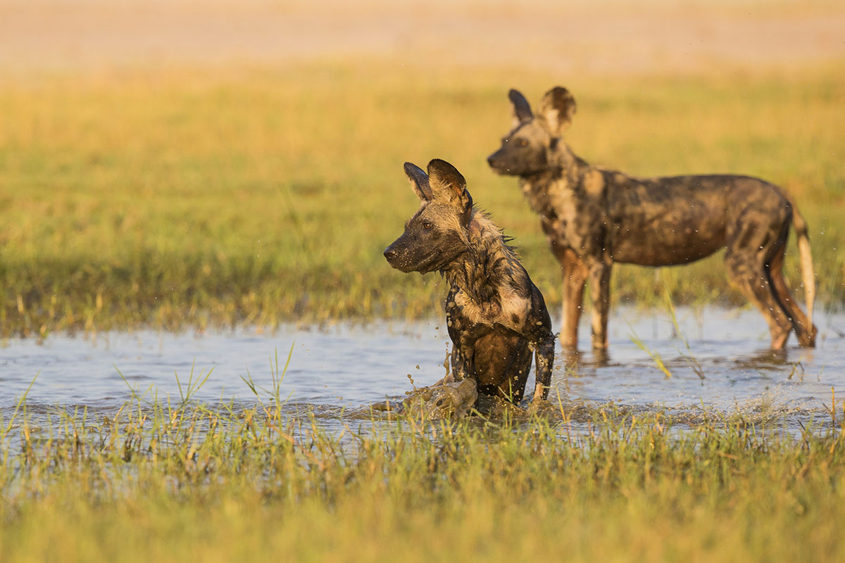 wild dog safari