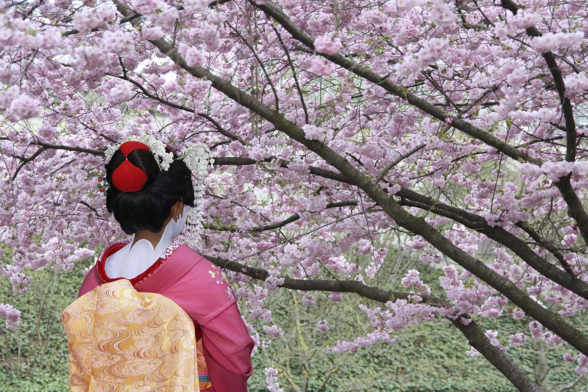Luxury Japan Geisha