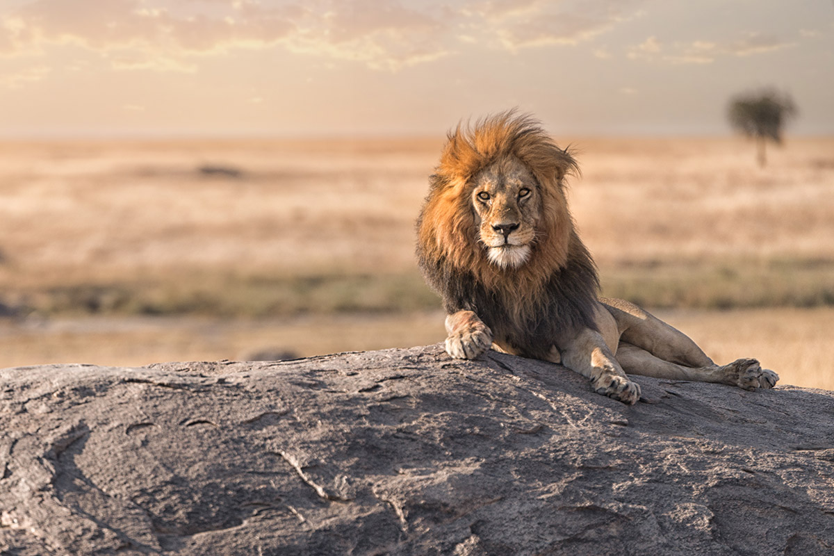 Lion in Serengeti National Park, Tanzania