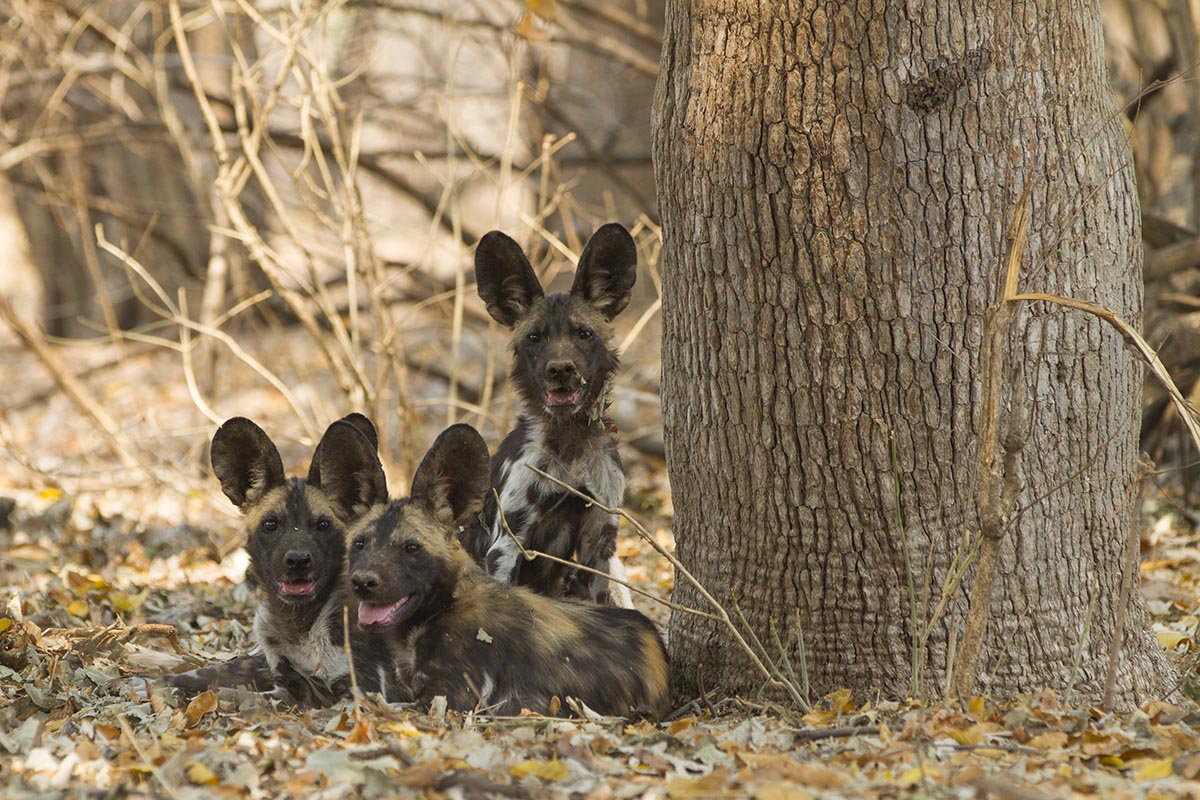 Wild Dog Zimbabwe