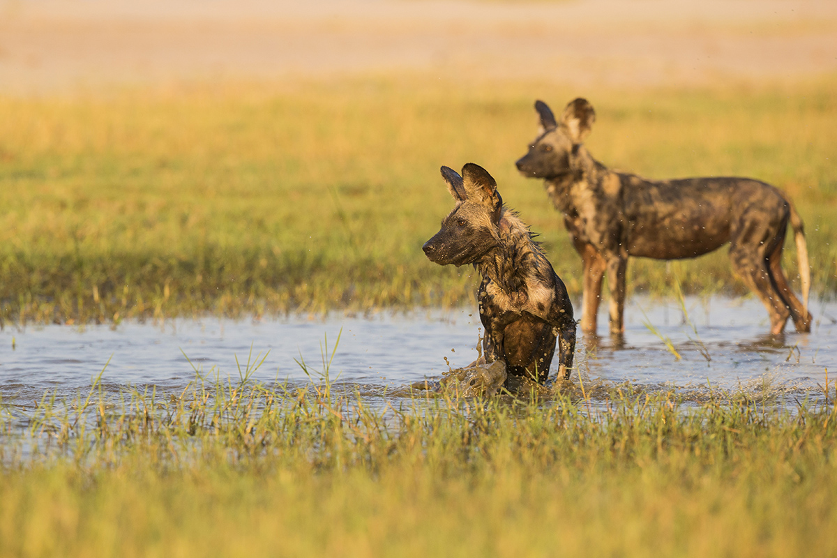 Wild Dog Zimbabwe
