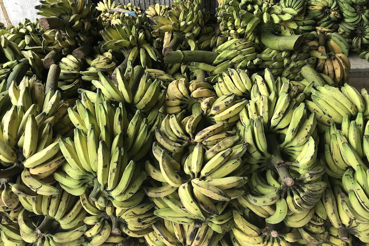 How to spend 24 hours in Manaus, Brazil