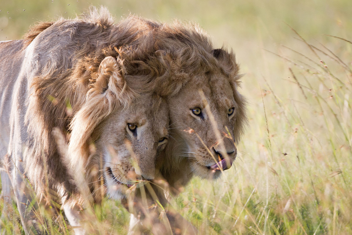 Dynasties Lion Portfolio