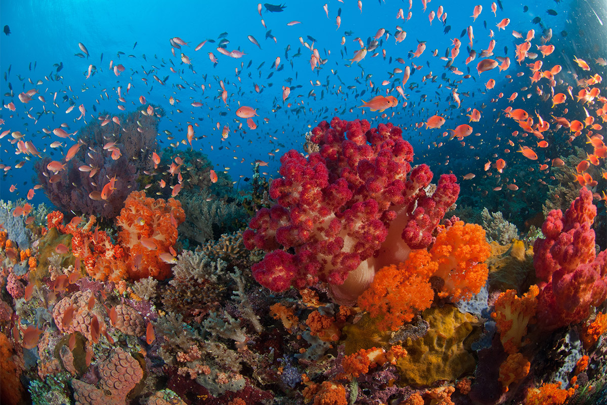 Indonesia coral