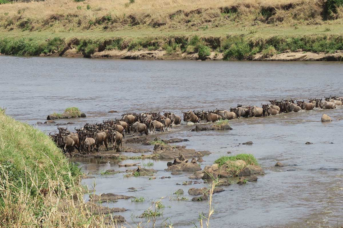 A day in the northern Serengeti
