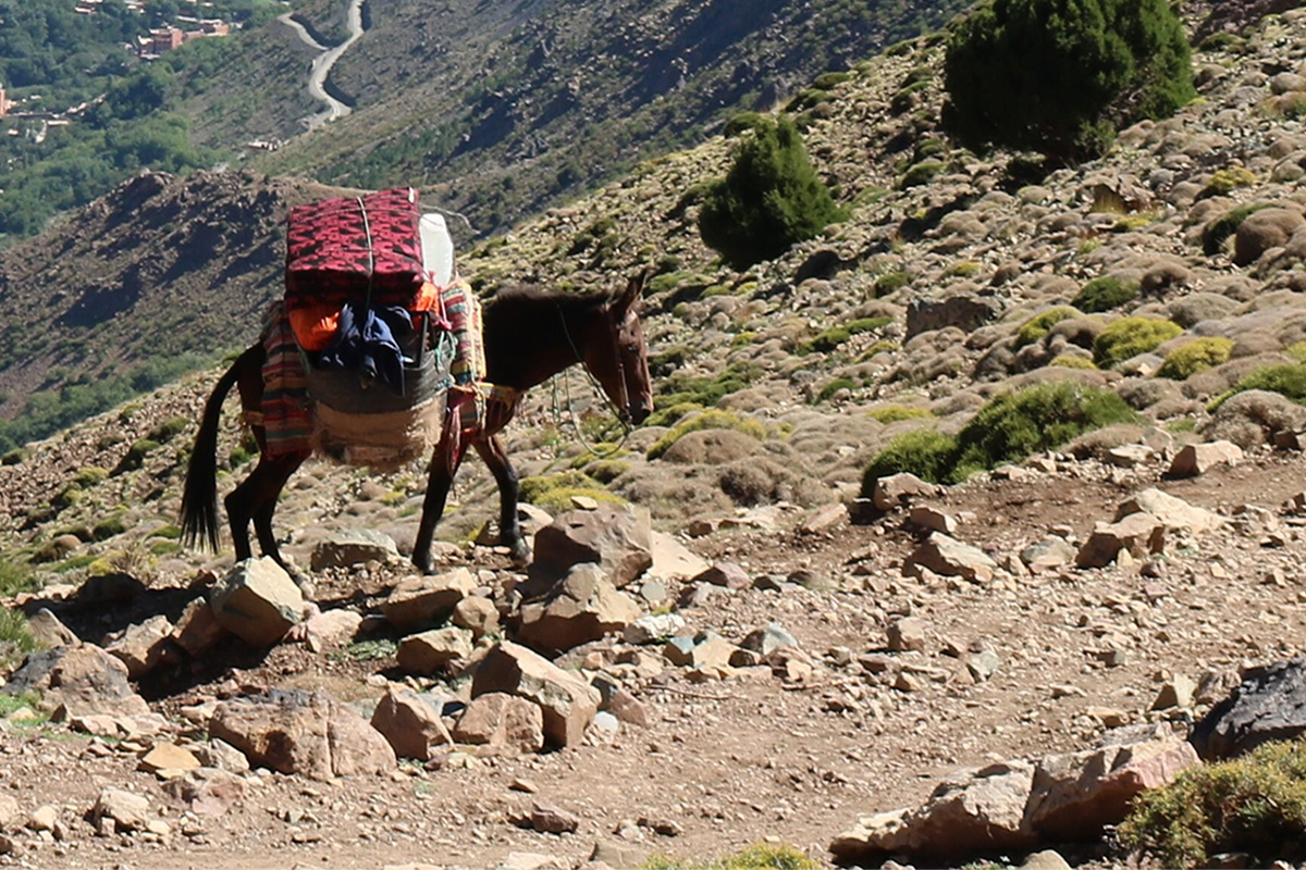 Donkey for family trek