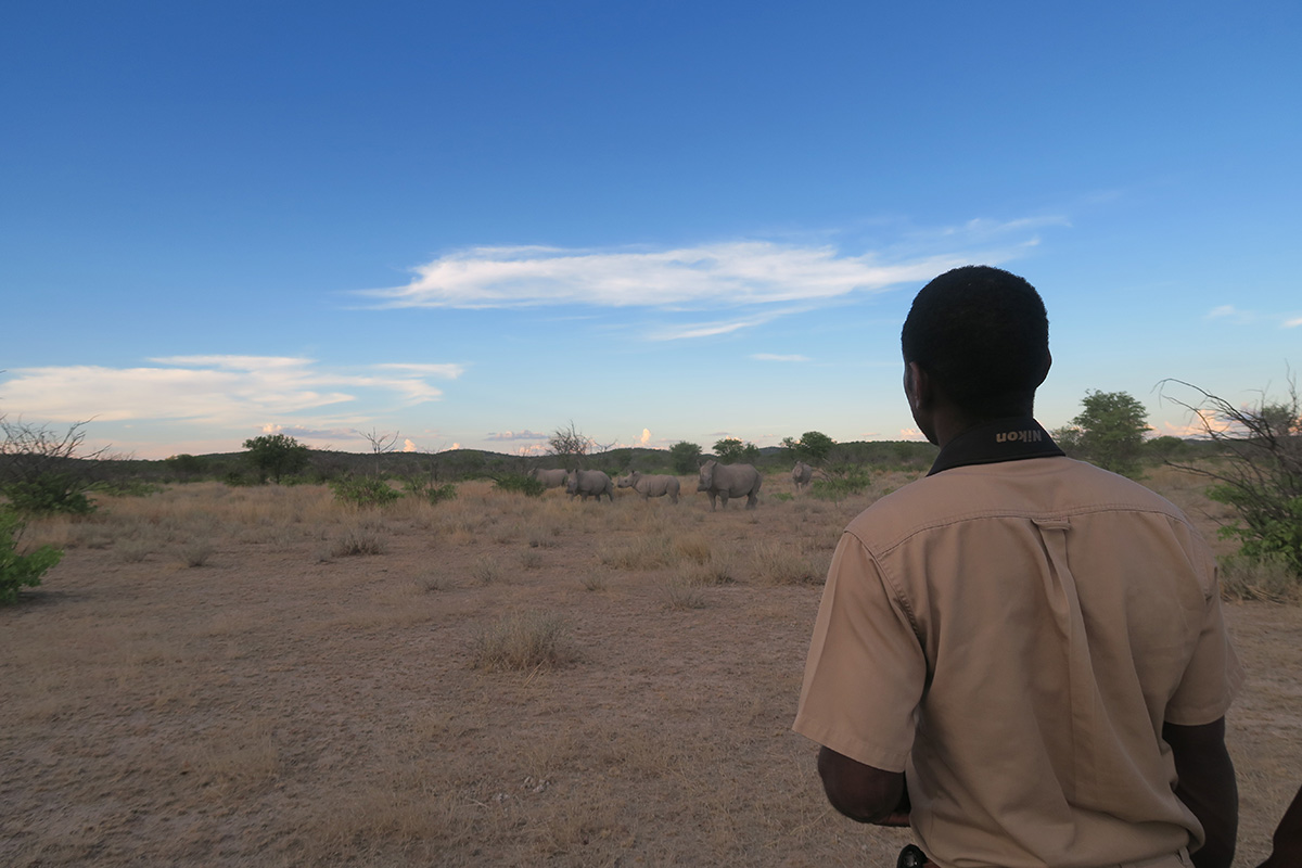 Ongava Safari Experience