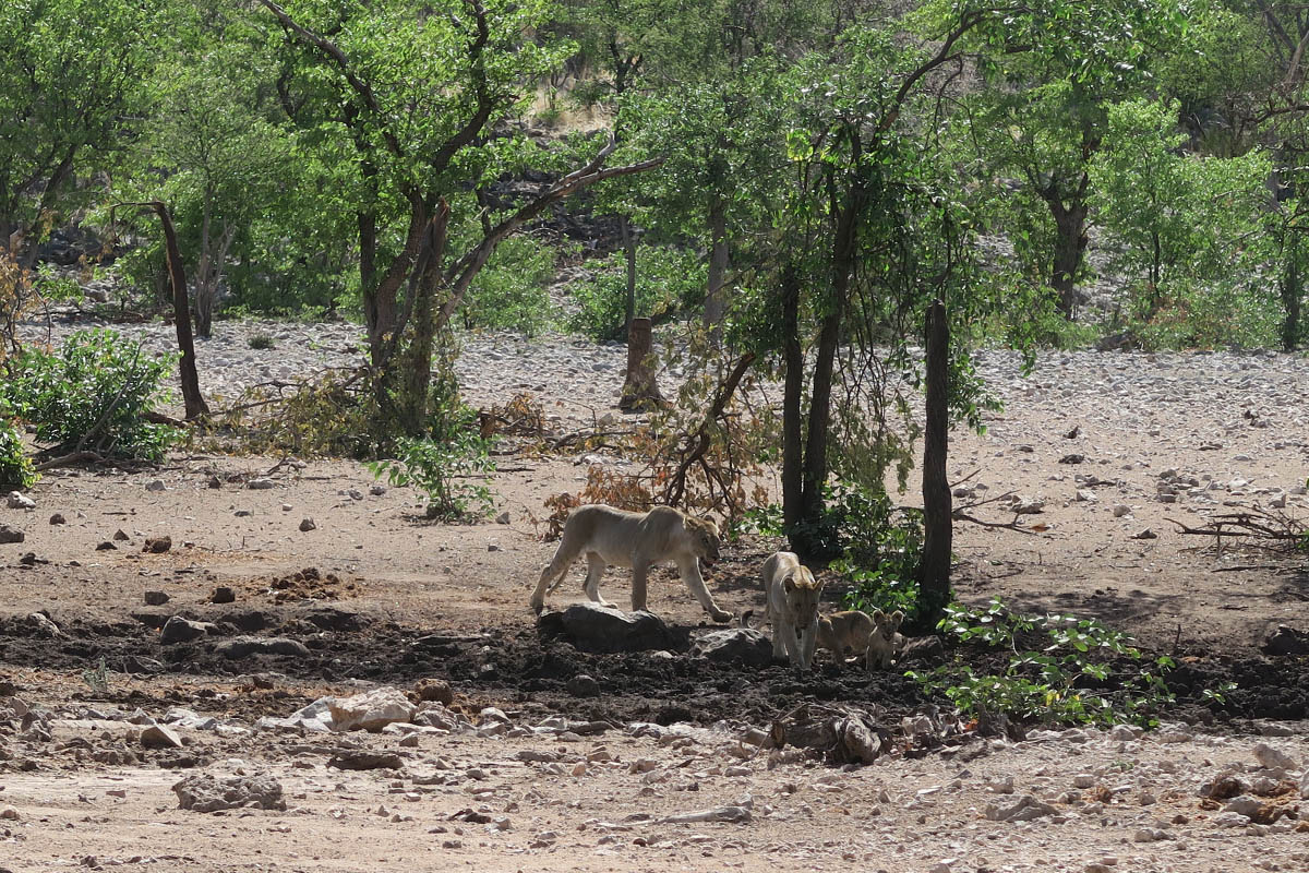 Ongava Tented Camp Experience