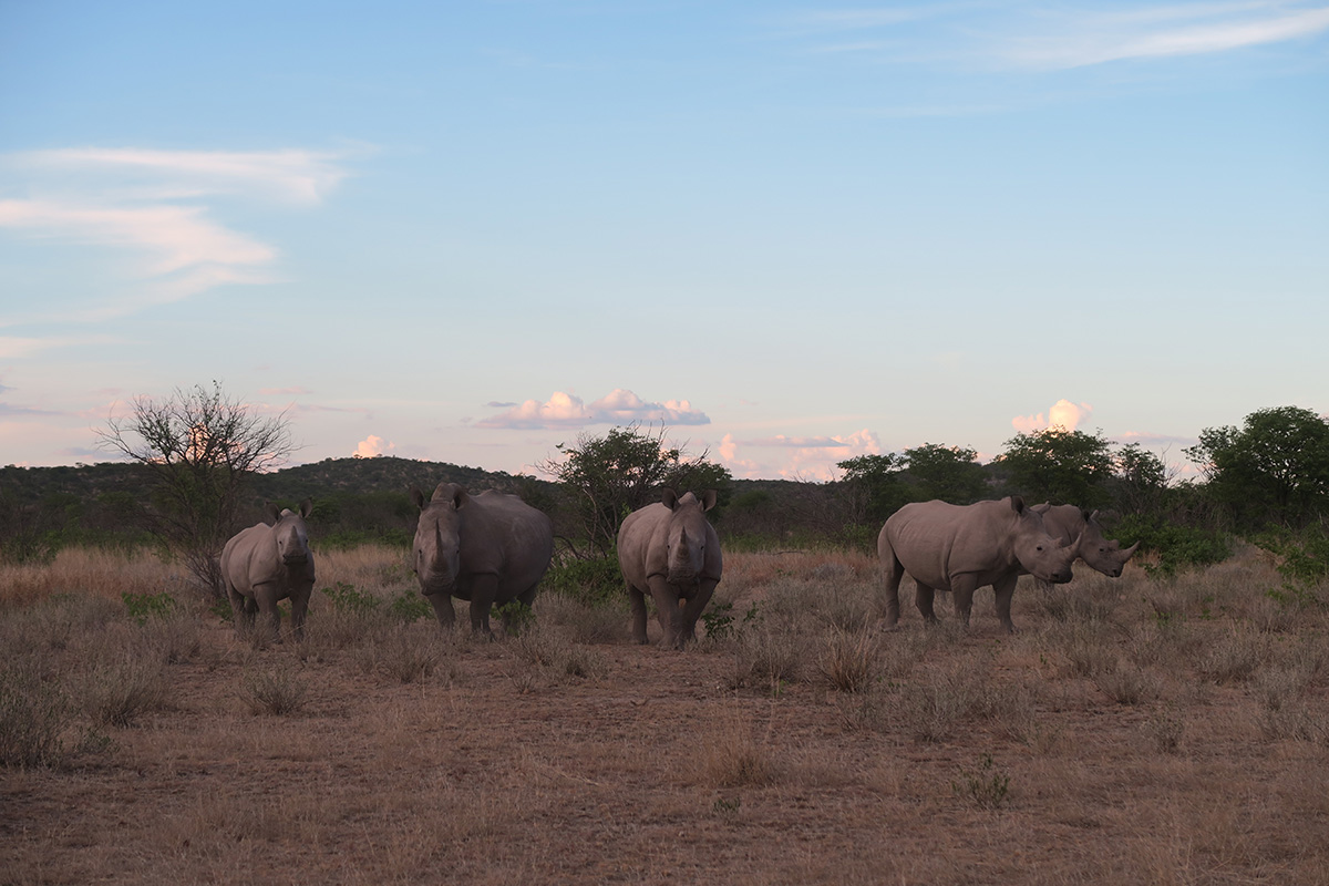 Ongava Safari Experience