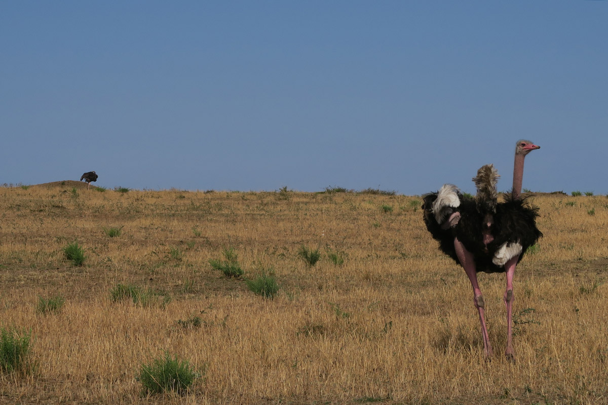 Lodge or tented camp where should I stay in the Serengeti