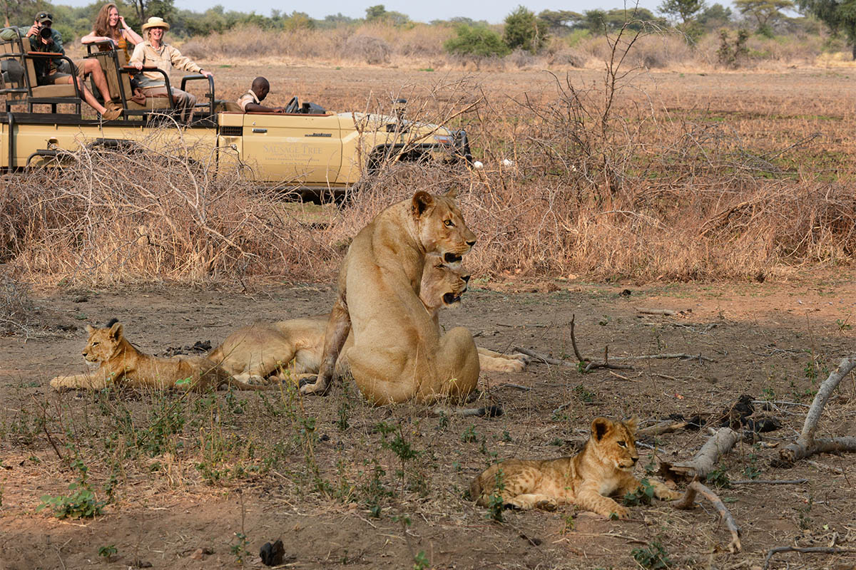 lions near sausage tree camp