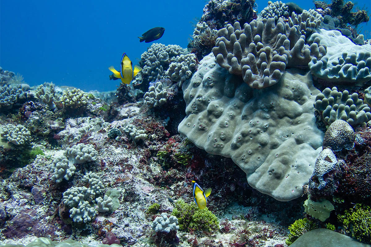 coral reef Fiji