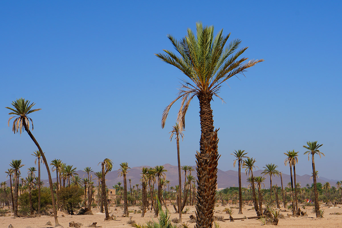 Marrakech@ how we choose the best place for you to stay