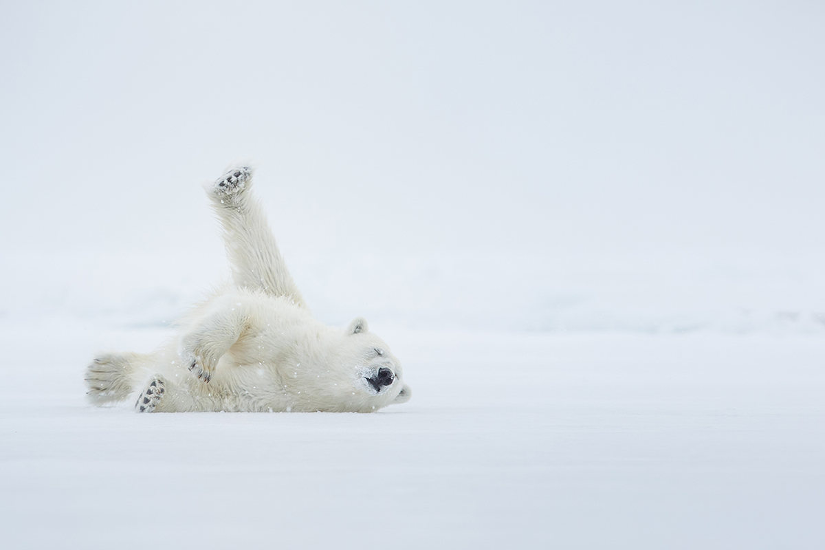 Encountering Polar Bears
