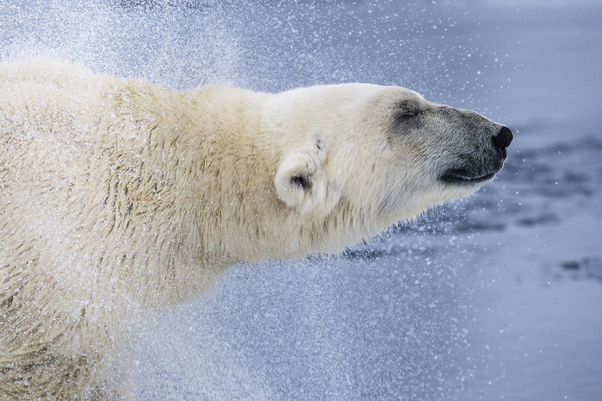 Encountering Polar Bears