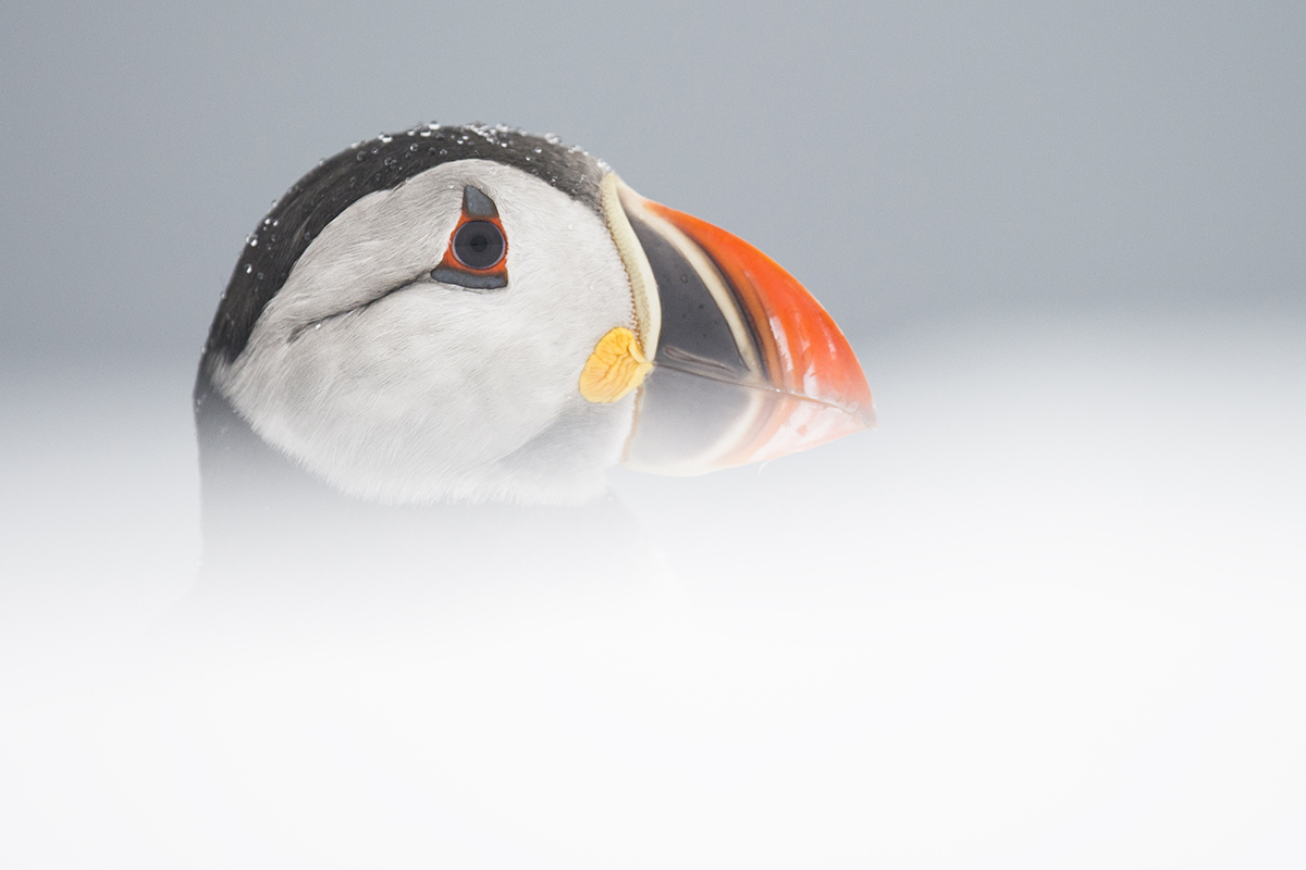 The ultimate 12-day adventure in The Arctic