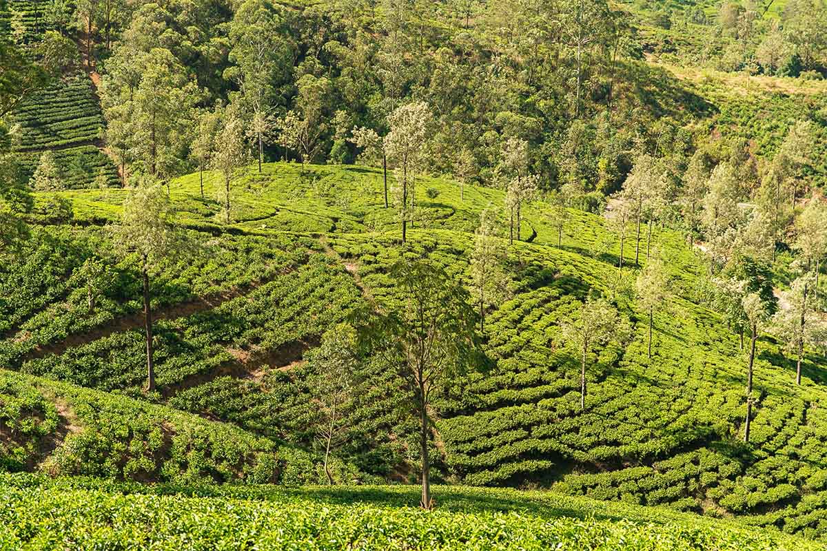 Rachel's experience at Nine Skies near Ella, Sri Lanka