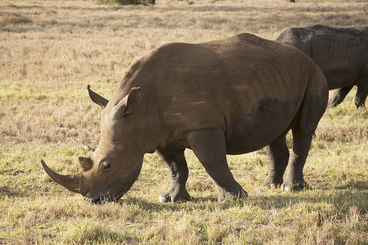 Why I loved Kenya's Laikipia Plateau