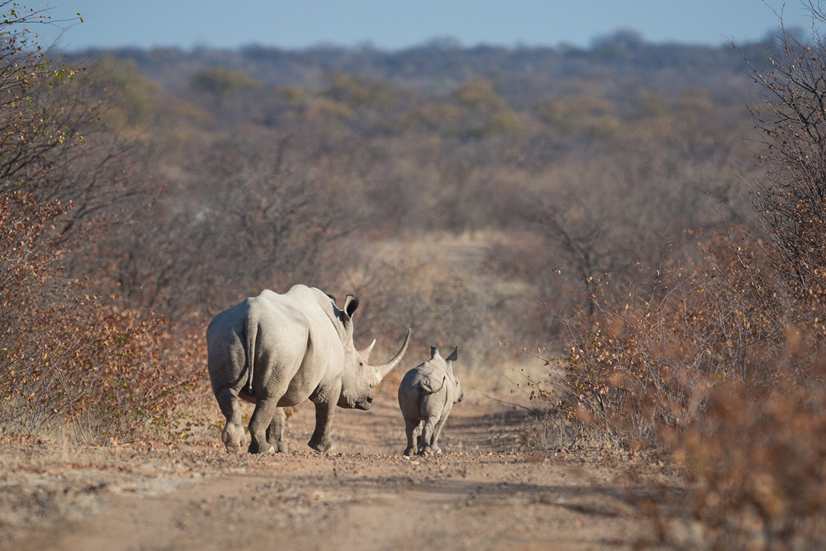 Ongava Safari Experience