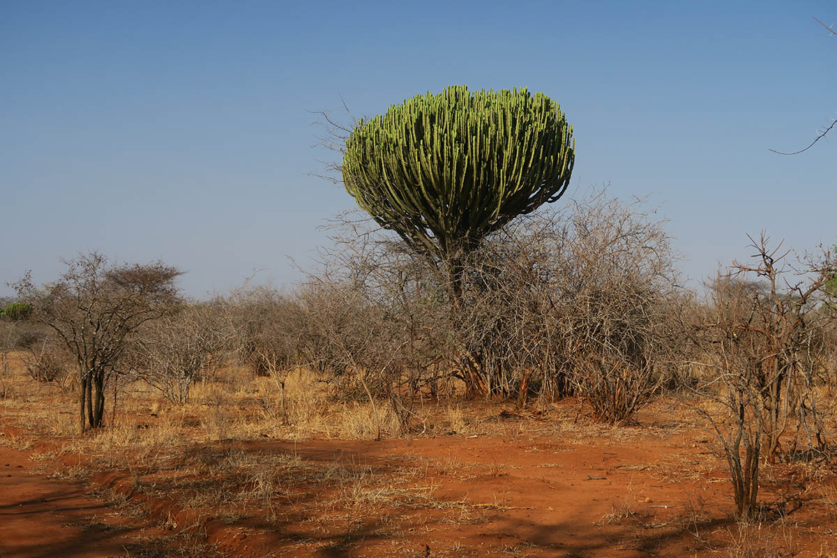 What is the allure of Ruaha National Park?