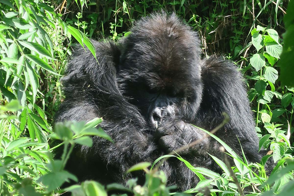 Gorilla Trekking