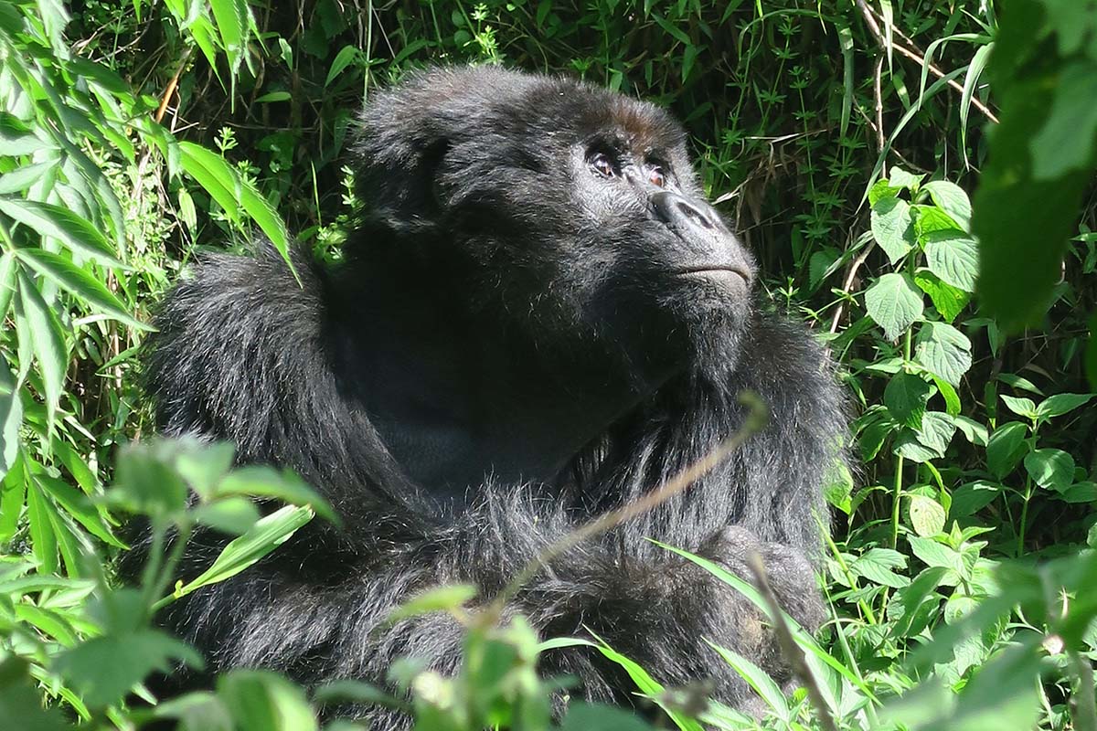 Gorilla Trekking