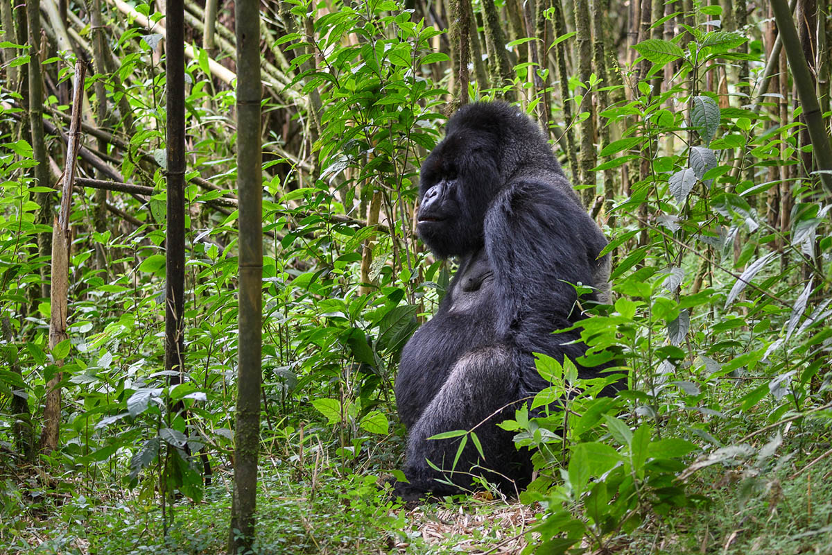 Where should you stay in Rwanda?
