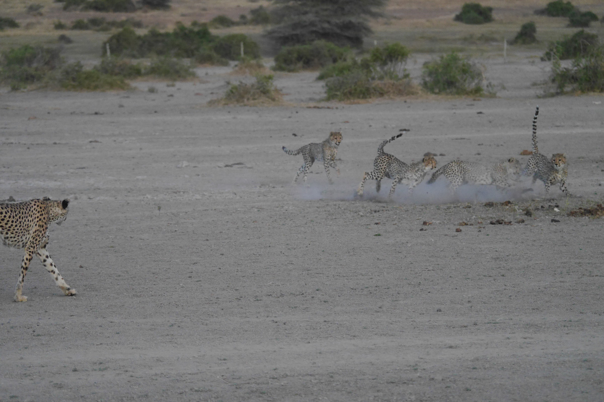 Cheetah action in Amboseli, Kenya