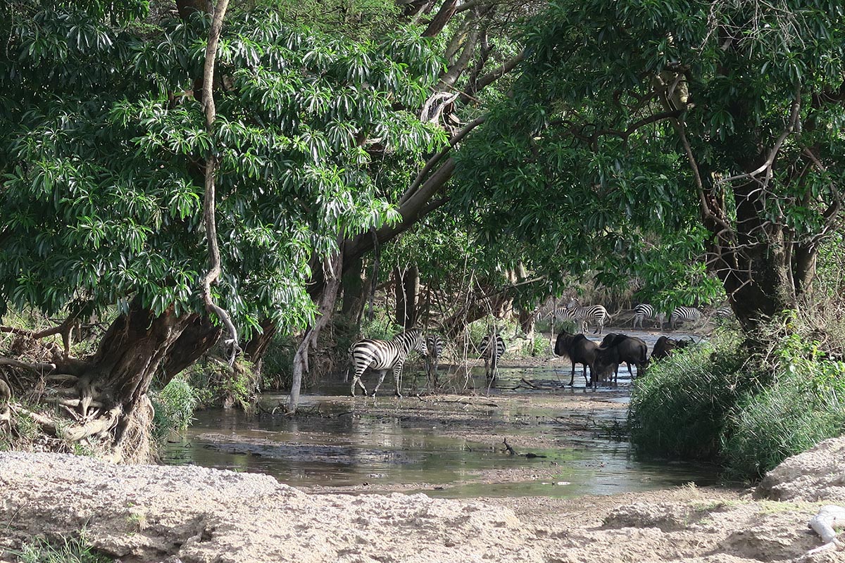 Lodge or tented camp: where should you stay in the Serengeti?