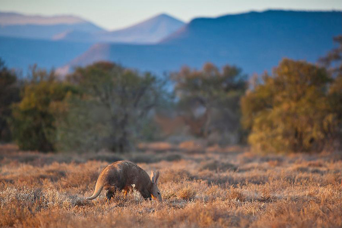 Aardvark spotting on safari in Samara Private Game Reserve