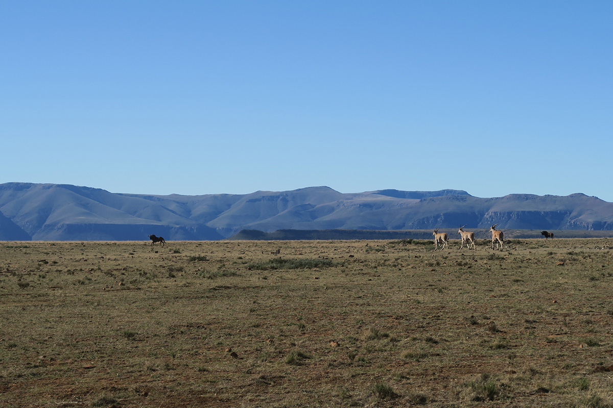 Safari in Samara Private Game Reserve