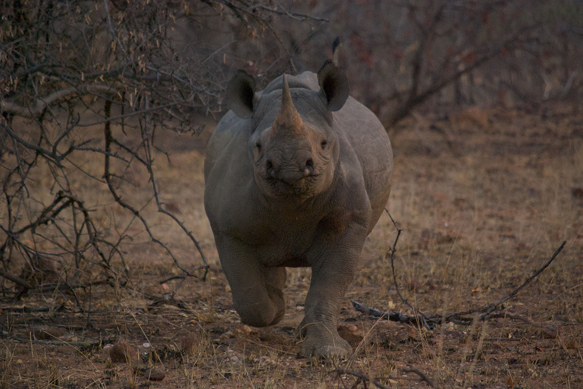 Three of our favourite conservation projects in Africa