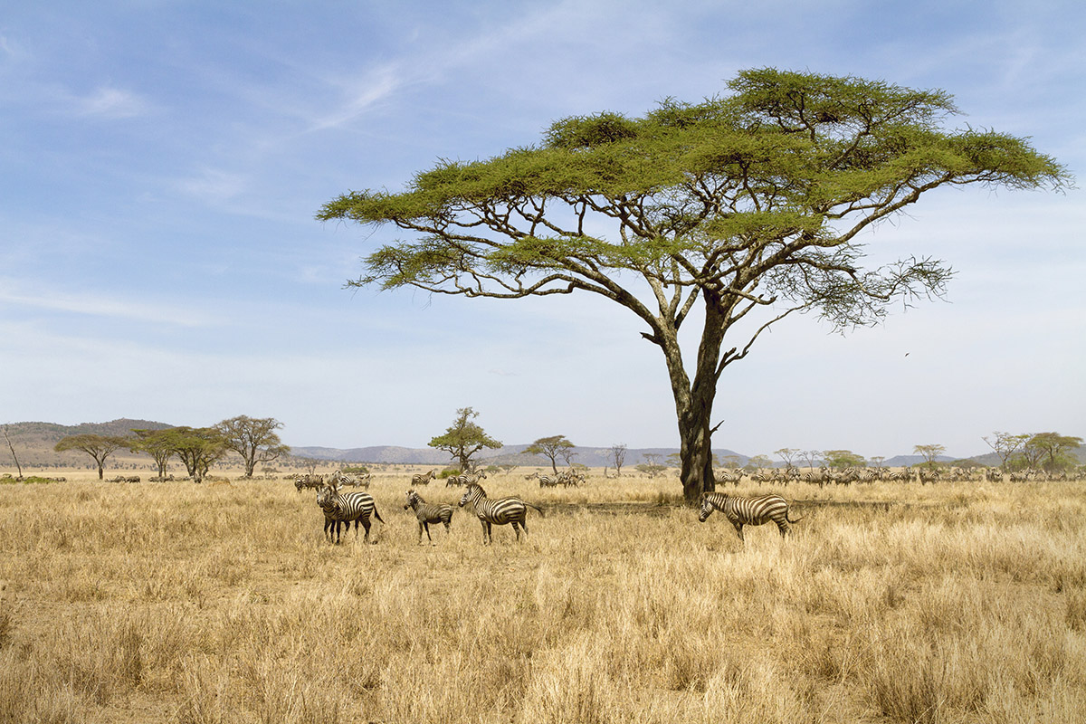 See the zebras from serengeti lodges and camps